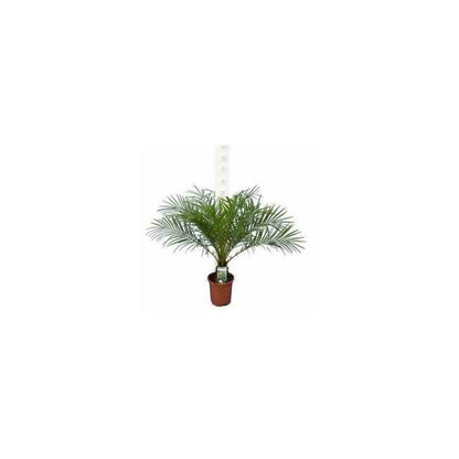 Phoenix Roebelenii (dattier Du Laos, Palmier Dattier Nain) 40 Litres - Tronc 80/100cm