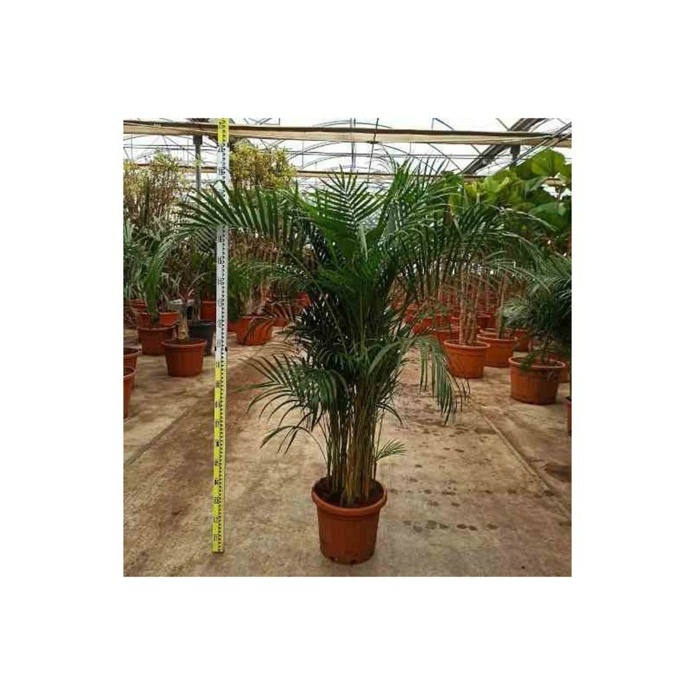  Dypsis Lutescens (palmier Multipliant) Pot De 4l-100/120cm