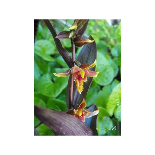  Epipactis "night Serpentine" Pot De 1 Litre - 0/60 Cm