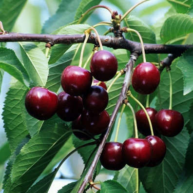 Cerisier 'Reverchon' Pot 20L Fuseau