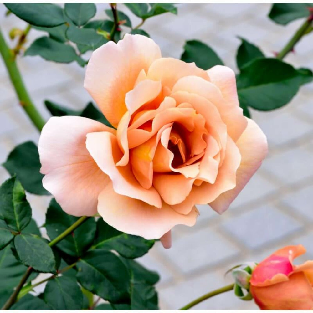  Rosier 'diorama' -