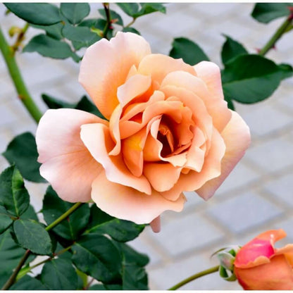  Rosier 'diorama' -
