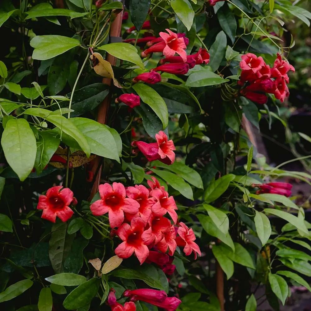  Bignone 'species Red'- Bignonia Capreolata 3l - 60/90cm