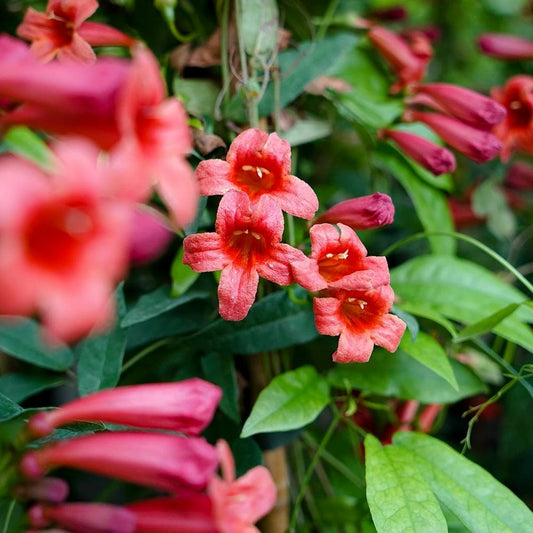  Bignone 'species Red'- Bignonia Capreolata 3l - 60/90cm