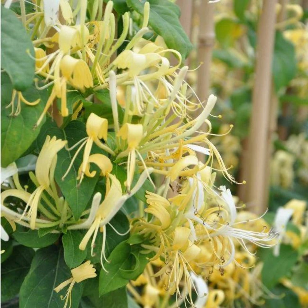  Chèvrefeuille Delavayi - Lonicera Similis 3l - 60/90cm
