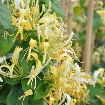  Chèvrefeuille Delavayi - Lonicera Similis 3l - 60/90cm