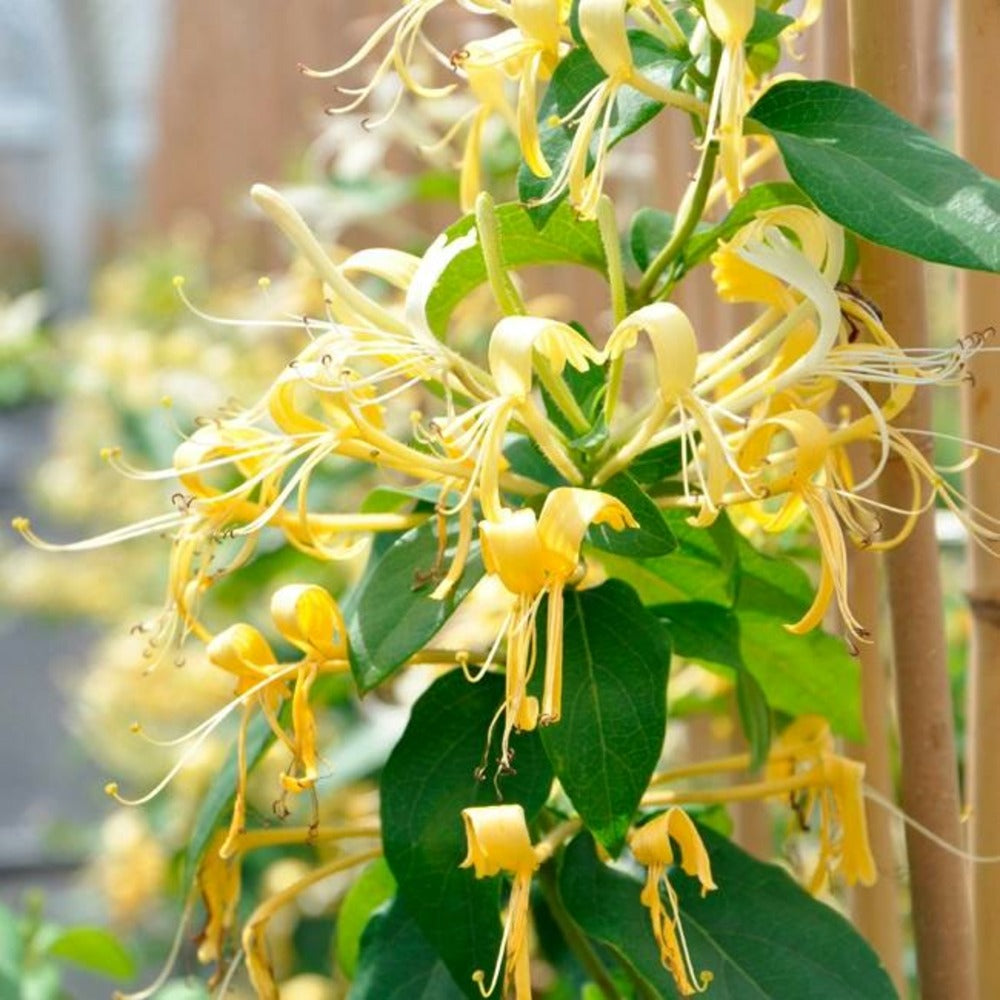  Chèvrefeuille Delavayi - Lonicera Similis 3l - 60/90cm
