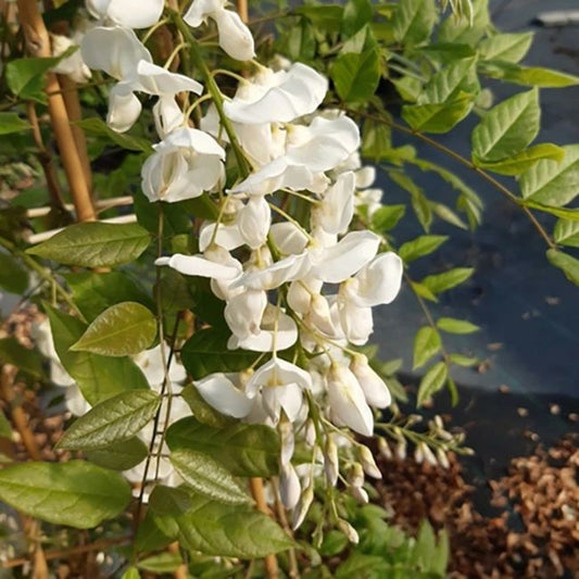  Glycine De Chine 'alba' - Wisteria Sinensis 3l - 60/90cm