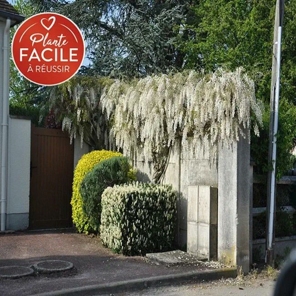 Glycine De Chine 'alba' - Wisteria Sinensis 3l - 60/90cm
