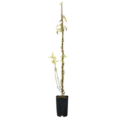  Jasmin Officinal 'aureovariegatum' - Jasminum Officinalis 3l - 60/90cm