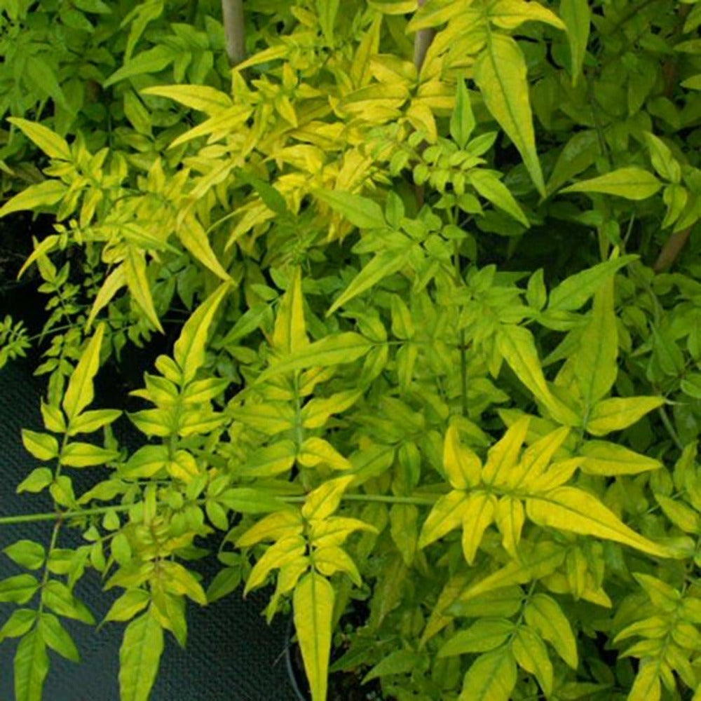  Jasmin Officinal 'aureovariegatum' - Jasminum Officinalis 3l - 60/90cm