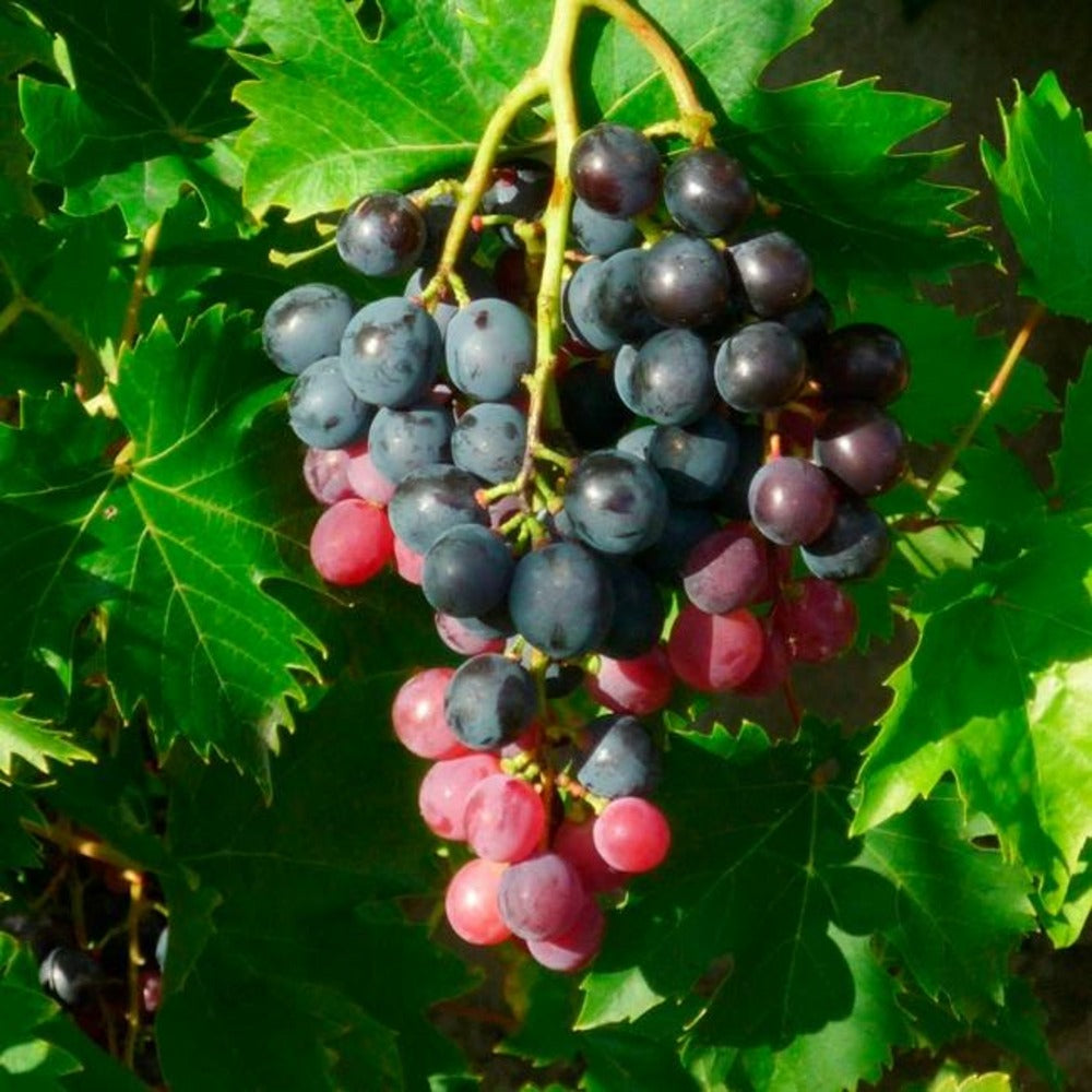  Vigne 'ampelia® Aladin' - Vitis Vinifera 3l - 60/90cm