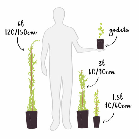  Vigne 'ora' - Vitis Vinifera 3l - 60/90cm