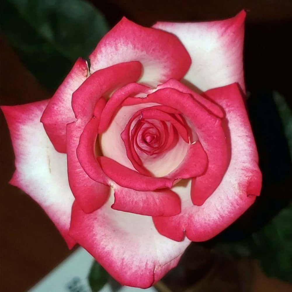  Rosier 'pascal Sevran' -