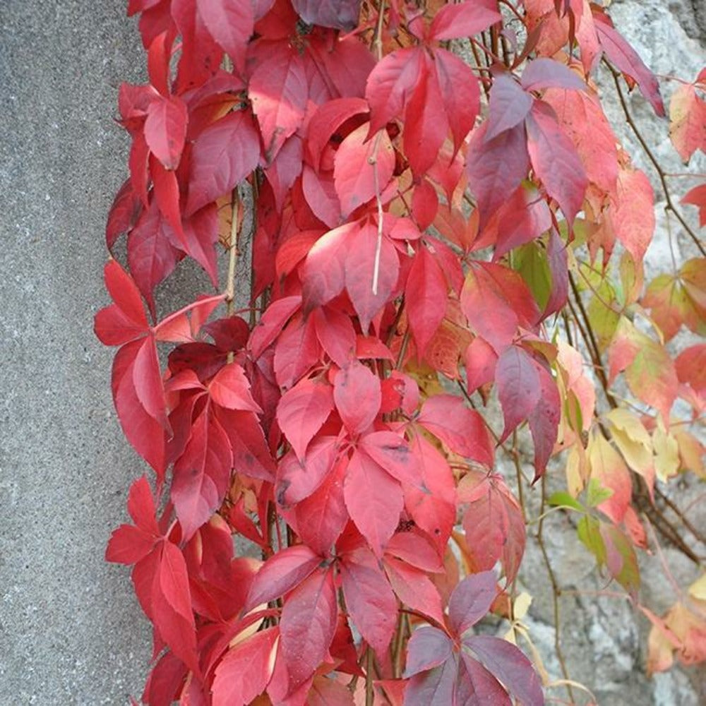  Vigne Vierge Quinquefolia 'engelmannii'- Parthenocissus 3l - 60/90cm
