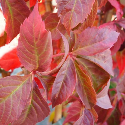  Vigne Vierge Quinquefolia 'engelmannii'- Parthenocissus 3l - 60/90cm