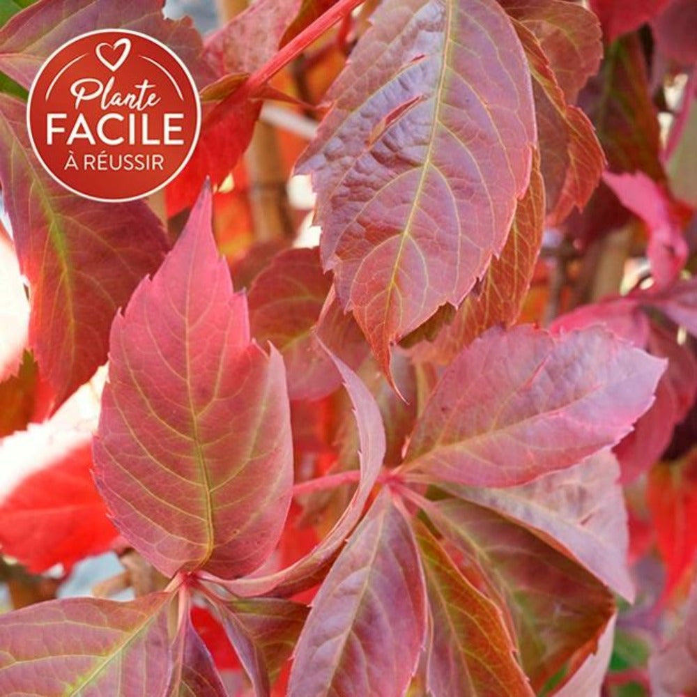  Vigne Vierge Quinquefolia 'engelmannii'- Parthenocissus 3l - 60/90cm