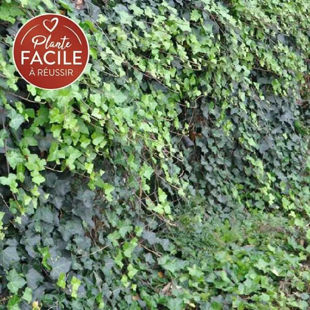 Lierre D'irlande - Hedera Helix Hibernica 1,5l - 40/60cm