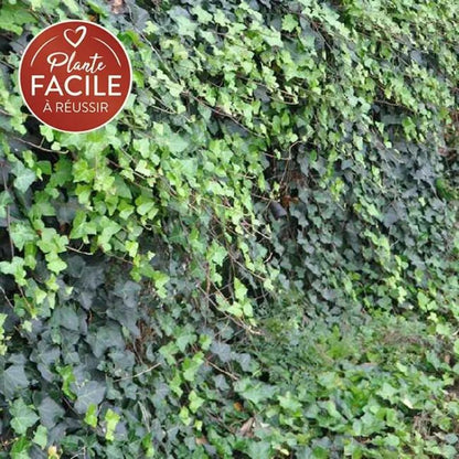  Lierre D'irlande - Hedera Helix Hibernica 1,5l - 40/60cm