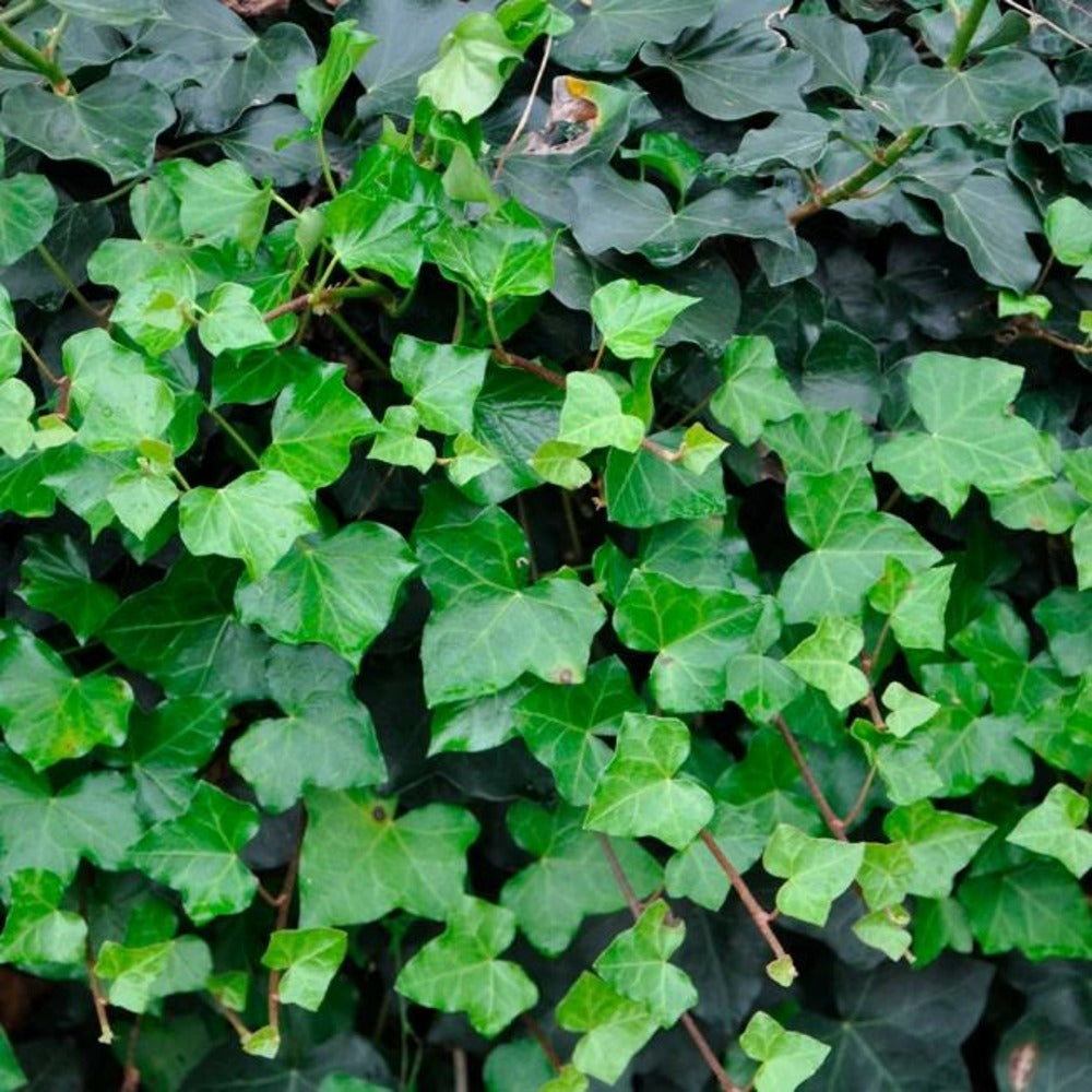  Lierre D'irlande - Hedera Helix Hibernica 1,5l - 40/60cm