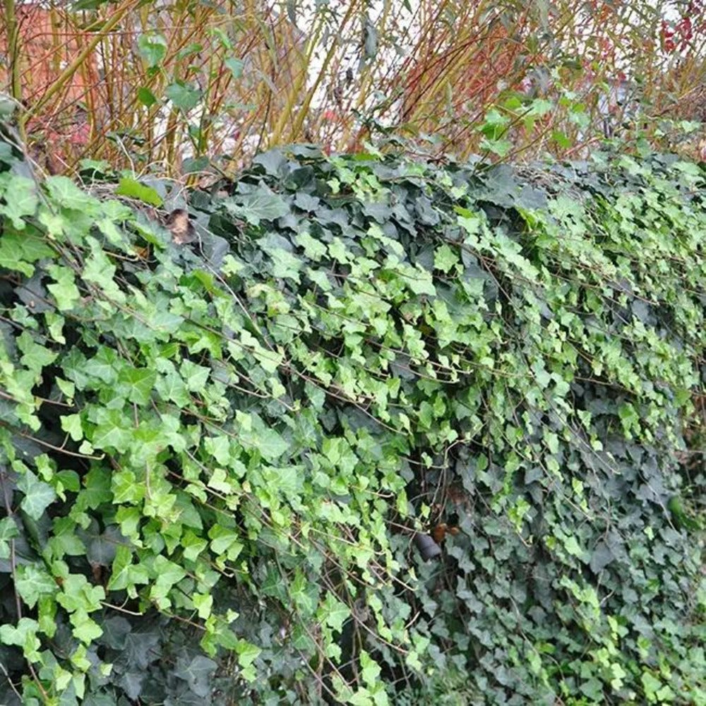  Lierre D'irlande - Hedera Helix Hibernica 1,5l - 40/60cm