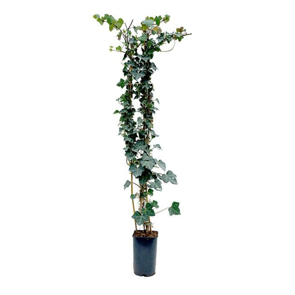  Lierre D'irlande - Hedera Helix Hibernica 1,5l - 40/60cm