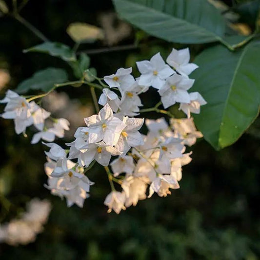  Morelle Faux-jasmin 'album' - Solanum Jasminoïdes 3l - 60/90cm