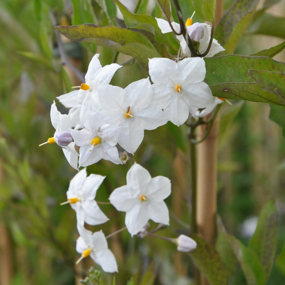  Morelle Faux-jasmin 'album' - Solanum Jasminoïdes 3l - 60/90cm