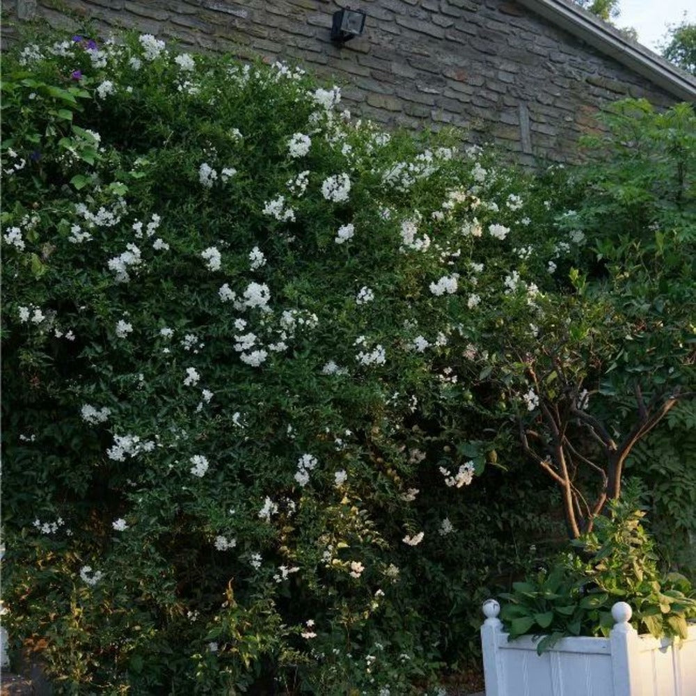  Morelle Faux-jasmin 'album' - Solanum Jasminoïdes 3l - 60/90cm