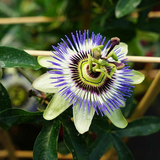  Passiflore Bleue - Passiflora Caerulea 3l - 60/90cm