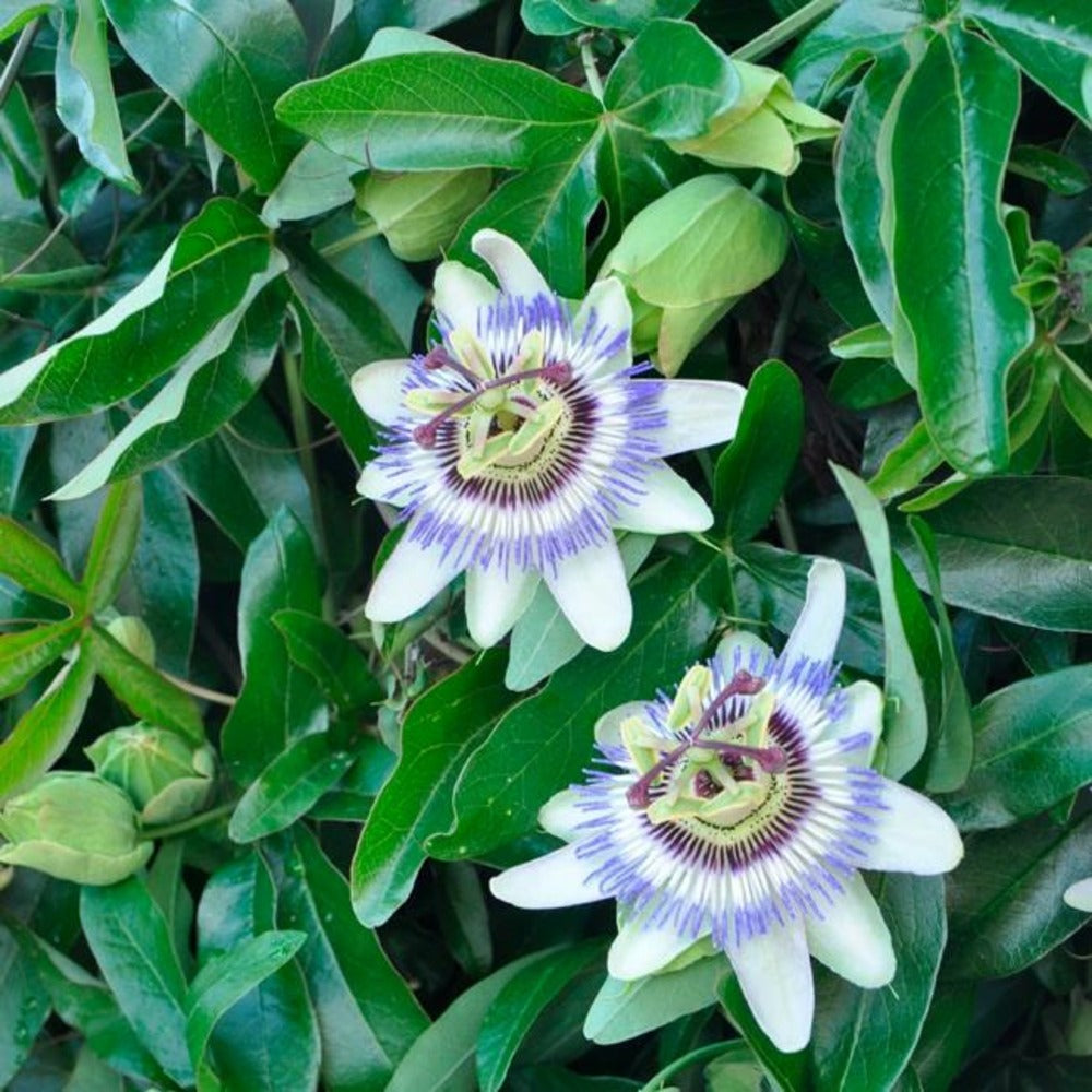  Passiflore Bleue - Passiflora Caerulea 3l - 60/90cm