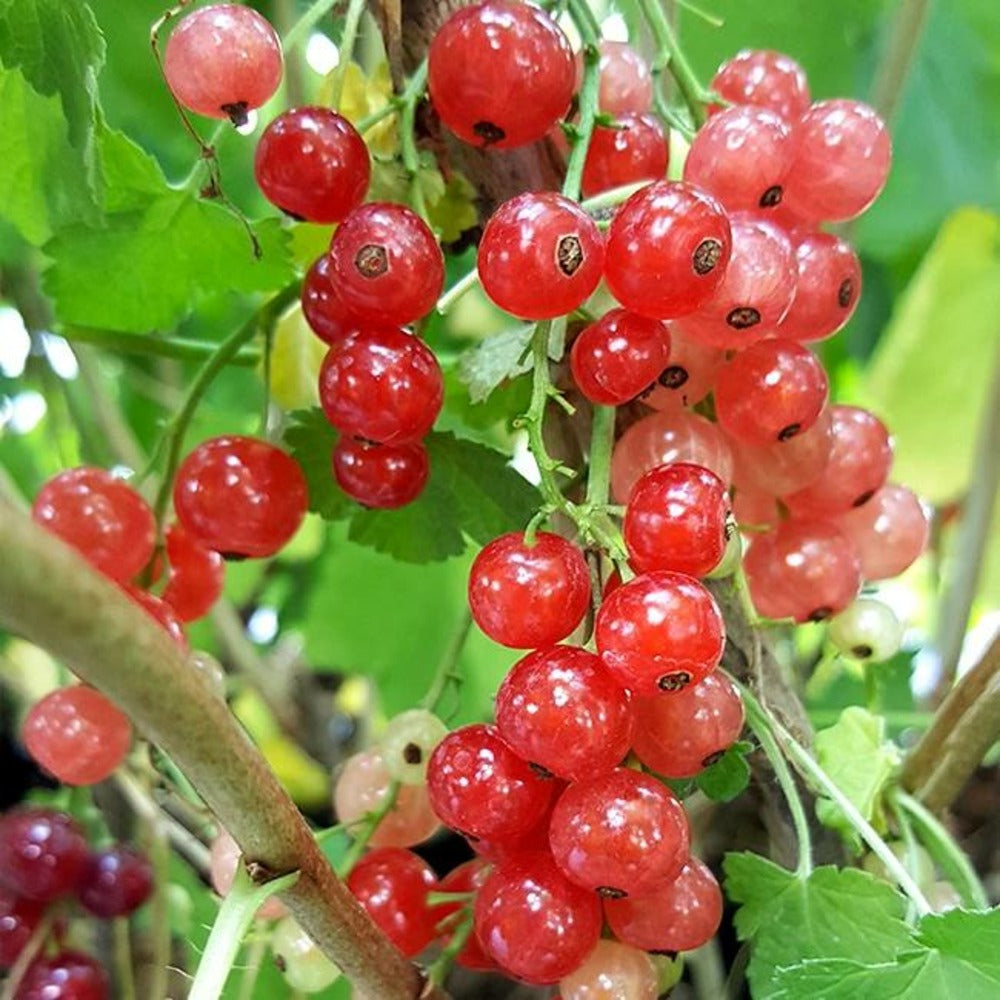  Groseillier à Grappes 'jonkheer Van Tets' - Ribes Rubrum 3l
