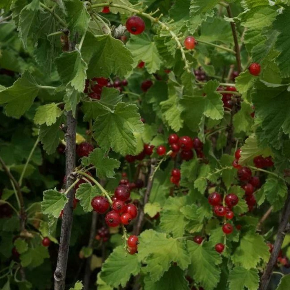  Groseillier à Grappes 'jonkheer Van Tets' - Ribes Rubrum 3l