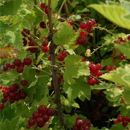  Groseillier à Grappes 'jonkheer Van Tets' - Ribes Rubrum 3l