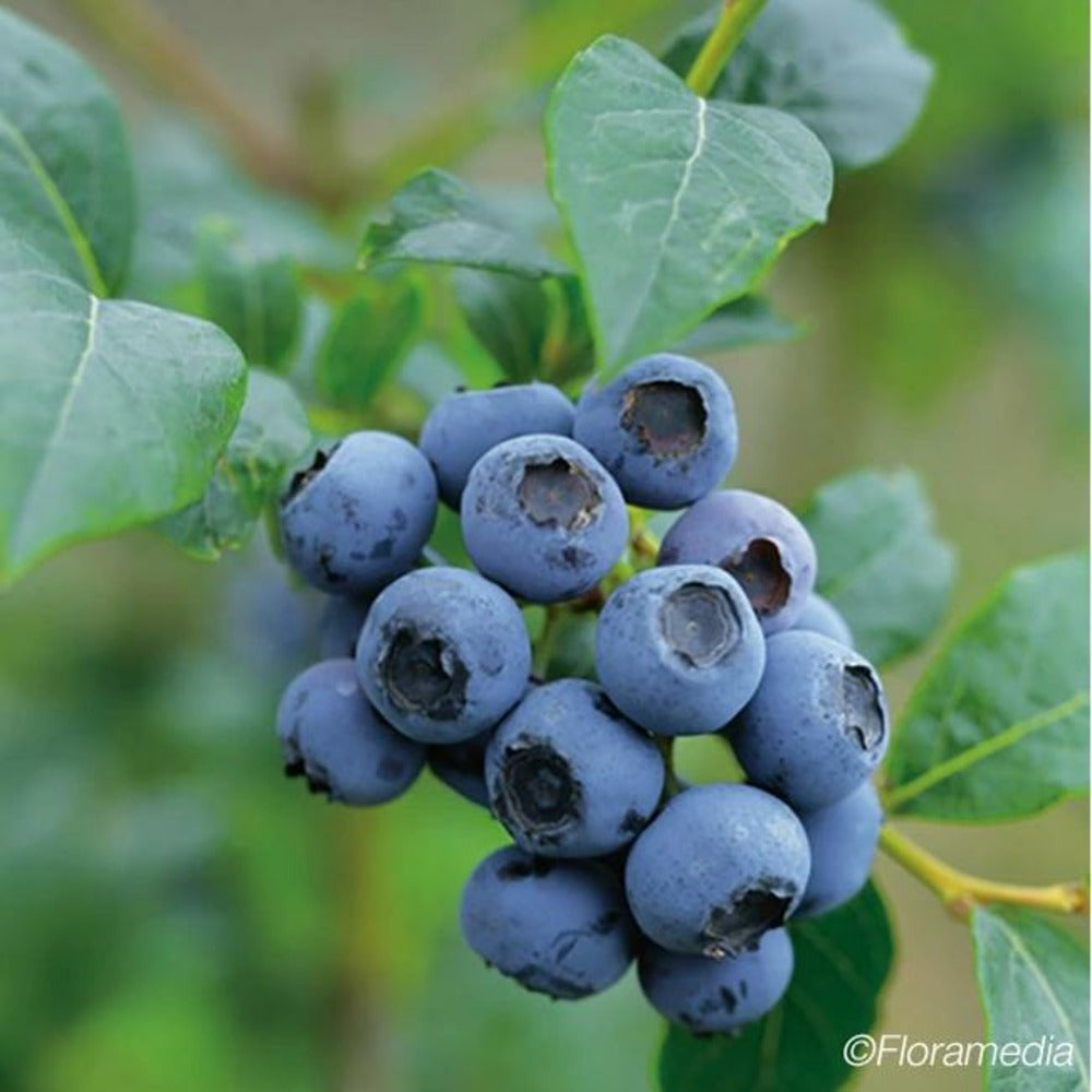  Myrtille 'blue Crop' - Myrtille Blue Crop 3l