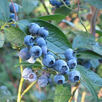  Myrtille 'blue Crop' - Myrtille Blue Crop 3l