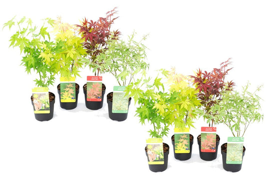  Assorti De 8 Erables Du Japon - Pot ⌀10 Cm - H.25-40cm (hauteur Pot Incluse)