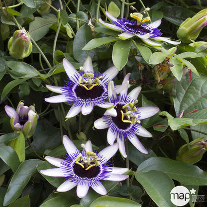  Passiflore 'Silly Cow':échelle C3L