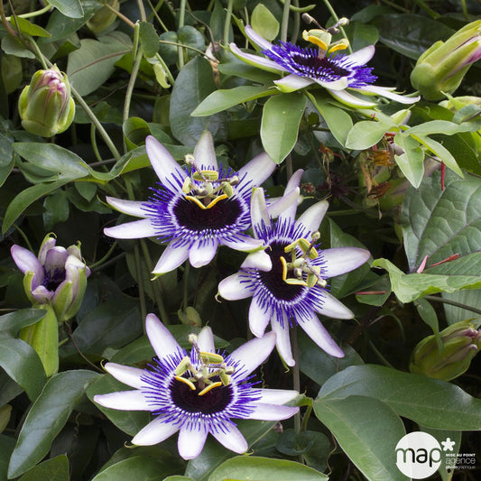  Passiflore 'Silly Cow':échelle C3L