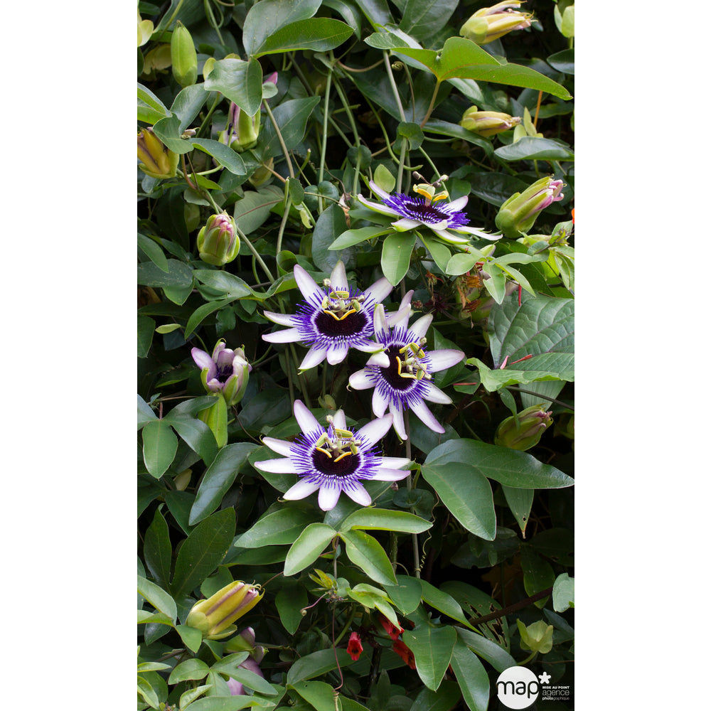  Passiflore 'Silly Cow':échelle C3L