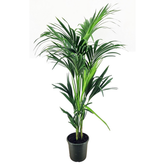  Palmier Kentia - Pot ⌀21 Cm - H. 130-140cm (hauteur Pot Incluse)