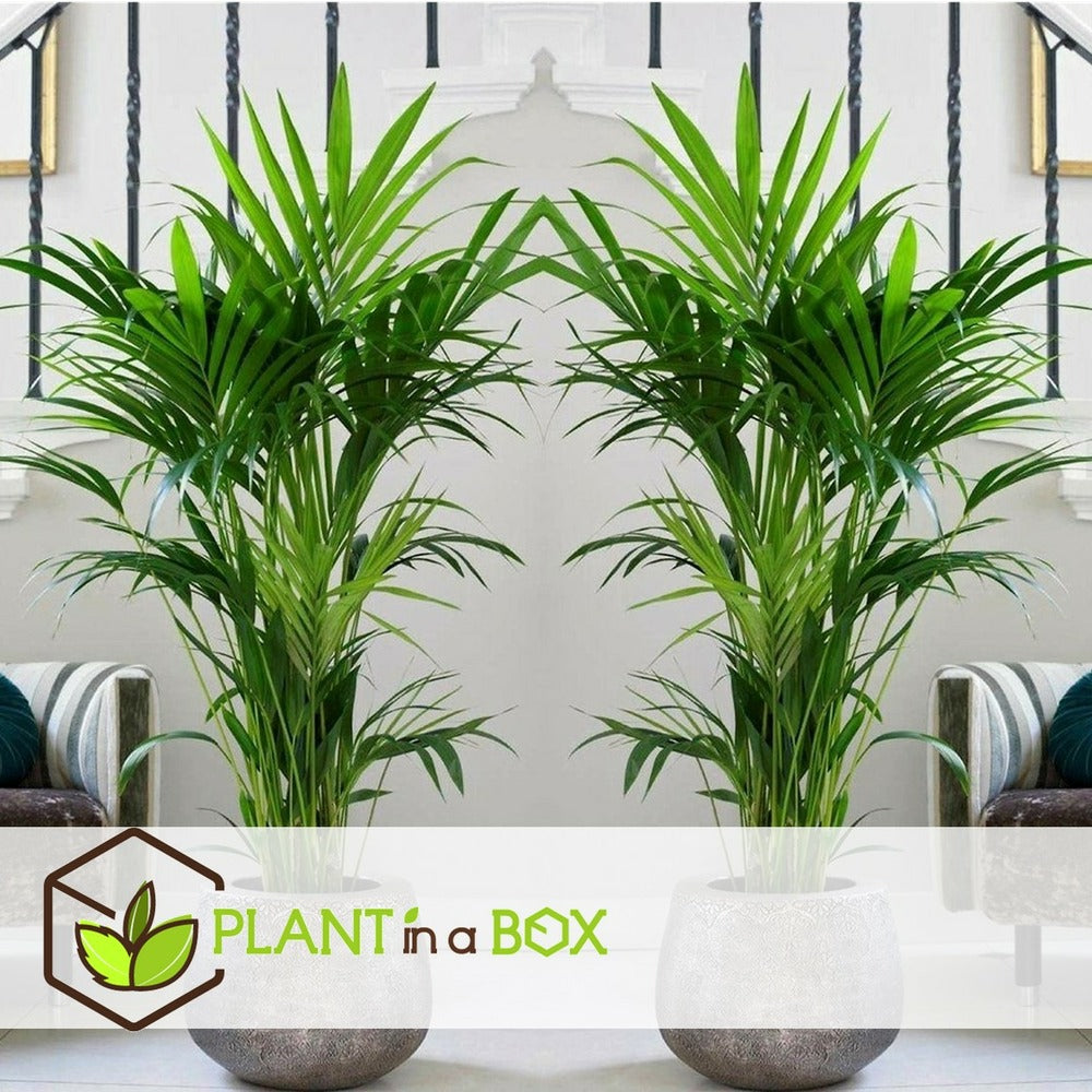  Palmier Kentia - Pot ⌀21 Cm - H. 130-140cm (hauteur Pot Incluse)