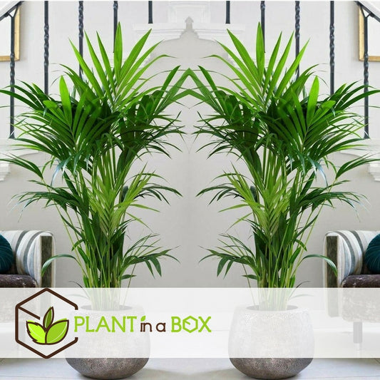  Palmier Kentia - Pot ⌀21 Cm - H. 130-140cm (hauteur Pot Incluse)