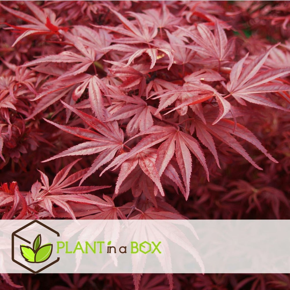  Set De 3 Erables Japonnais - Pot ⌀19cm - H.60-70cm (hauteur Pot Incluse) - Acer Japonica - Plantes Rustique