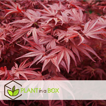  Set De 3 Erables Japonnais - Pot ⌀19cm - H.60-70cm (hauteur Pot Incluse) - Acer Japonica - Plantes Rustique