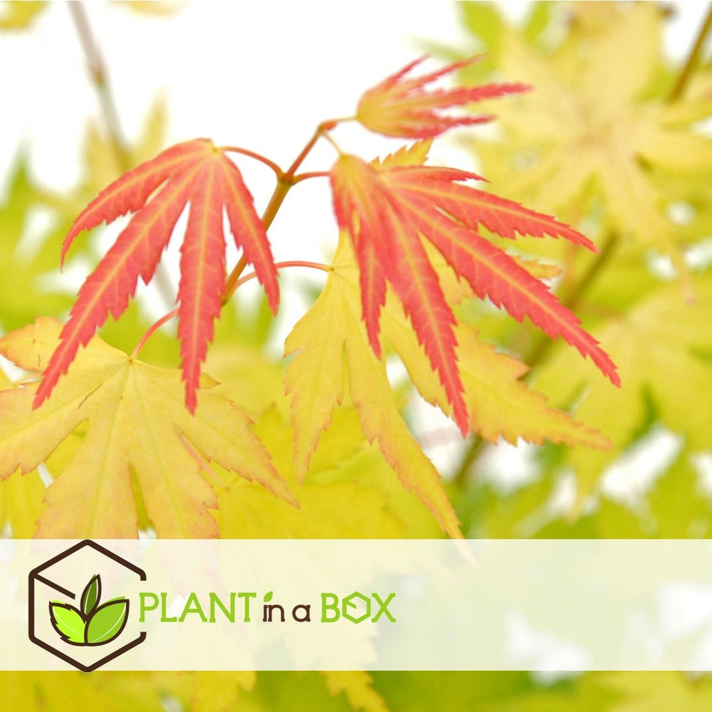  Set De 3 Erables Japonnais - Pot ⌀19cm - H.60-70cm (hauteur Pot Incluse) - Acer Japonica - Plantes Rustique