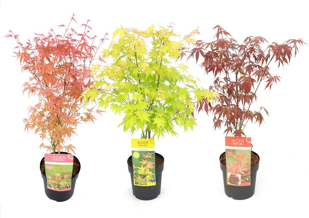  Set De 3 Erables Japonnais - Pot ⌀19cm - H.60-70cm (hauteur Pot Incluse) - Acer Japonica - Plantes Rustique