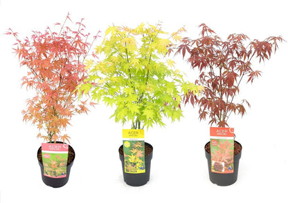  Set De 3 Erables Japonnais - Pot ⌀19cm - H.60-70cm (hauteur Pot Incluse) - Acer Japonica - Plantes Rustique