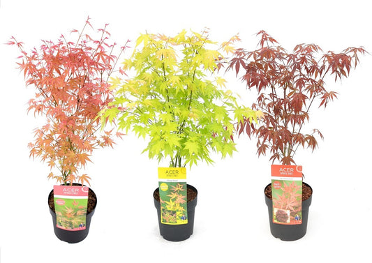  Set De 3 Erables Japonnais - Pot ⌀19cm - H.60-70cm (hauteur Pot Incluse) - Acer Japonica - Plantes Rustique