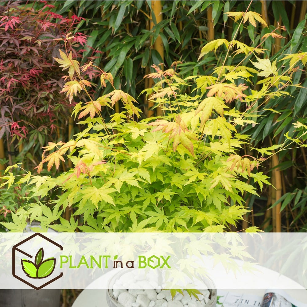  Set De 3 Erables Japonnais - Pot ⌀19cm - H.60-70cm (hauteur Pot Incluse) - Acer Japonica - Plantes Rustique